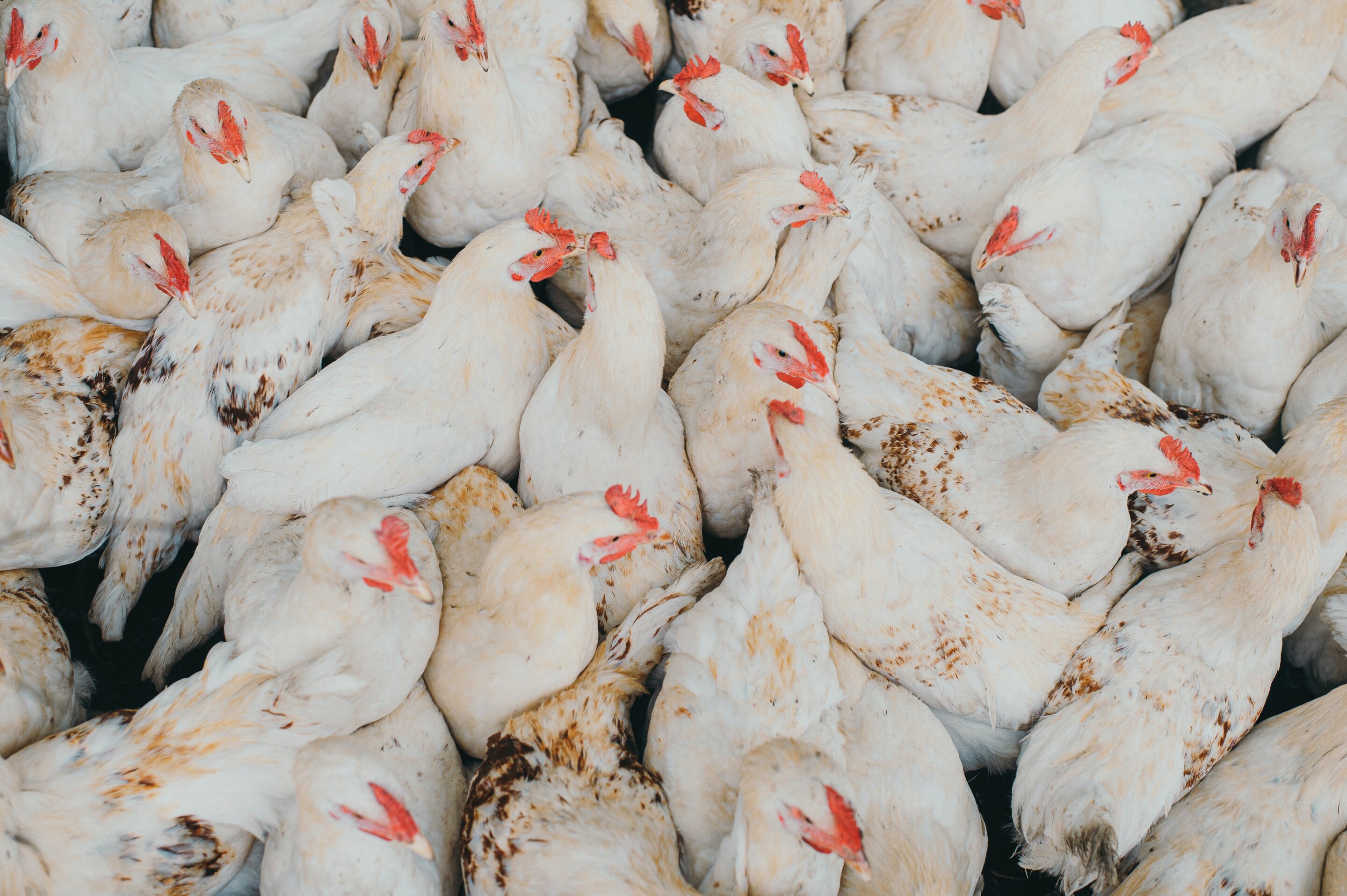 Featured image for Preventing Chicken Pain Costs Less Than a Hundredth of a Cent per Hour, Study Finds