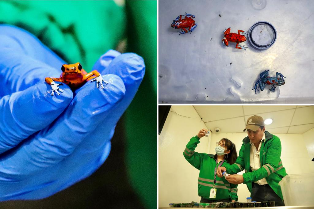 Featured image for "Colombian Woman Caught Smuggling $130K Worth of Endangered Poison Dart Frogs in Airport Bust"