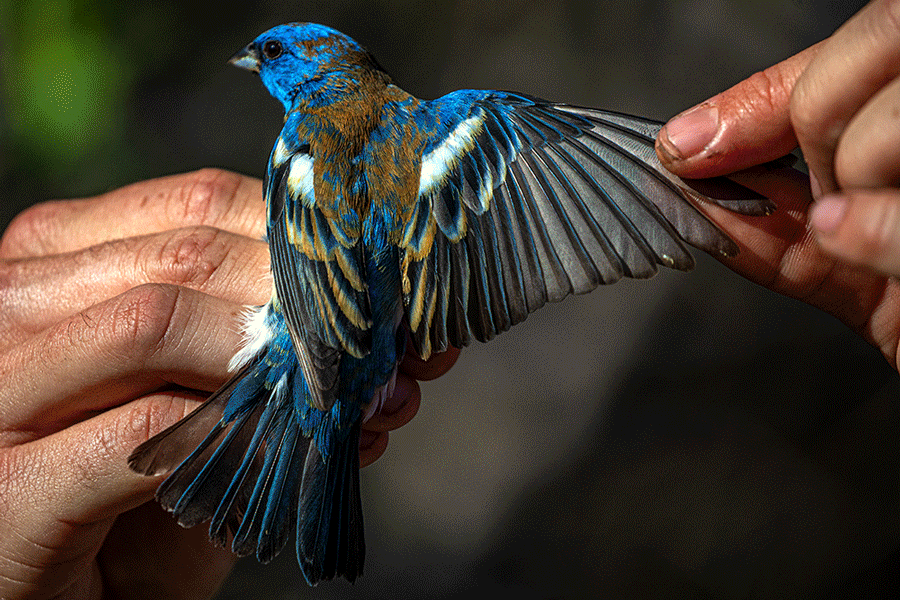 Featured image for San Gabriel Mountains' Dirt Parking Lot Attracts Migrating Birds