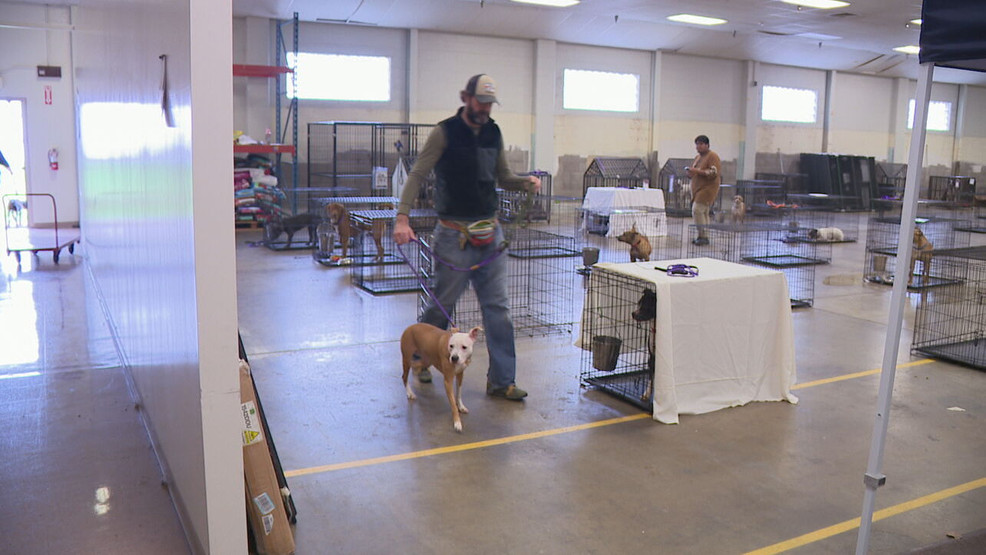 Featured image for Canine flu outbreak prompts urgent rescue efforts in Hamilton County and Philadelphia.