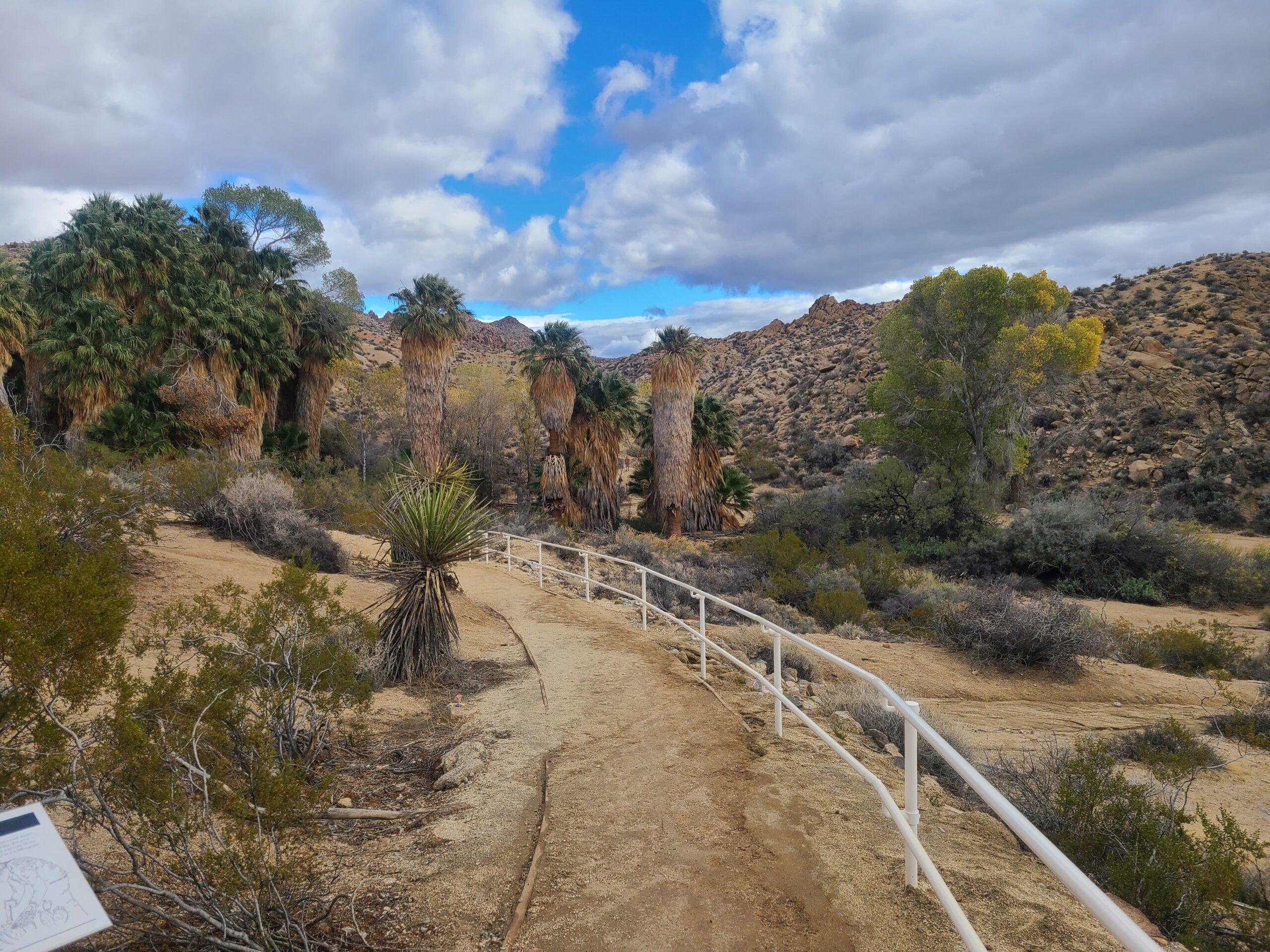 Featured image for Surviving the Elements: A Night in Joshua Tree