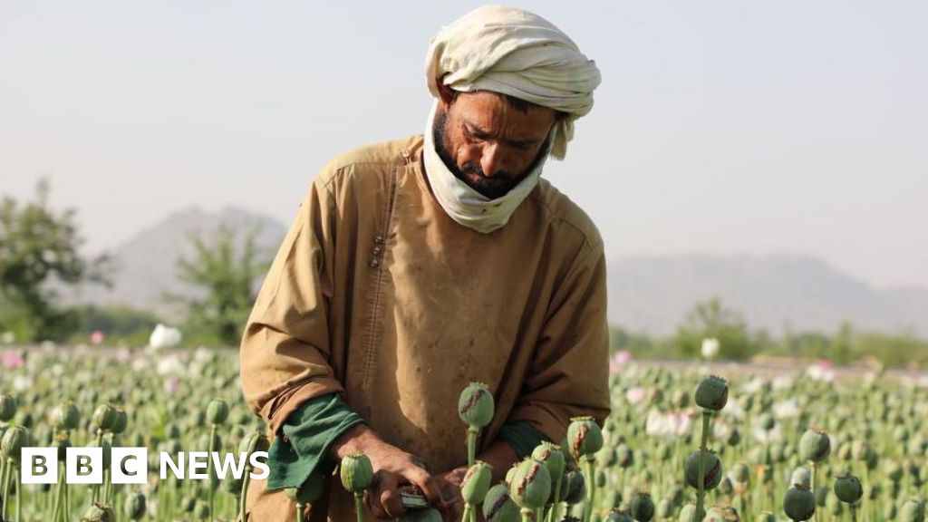 Featured image for Afghanistan's Opium Crop Declines Amid Rising Synthetic Drug Production