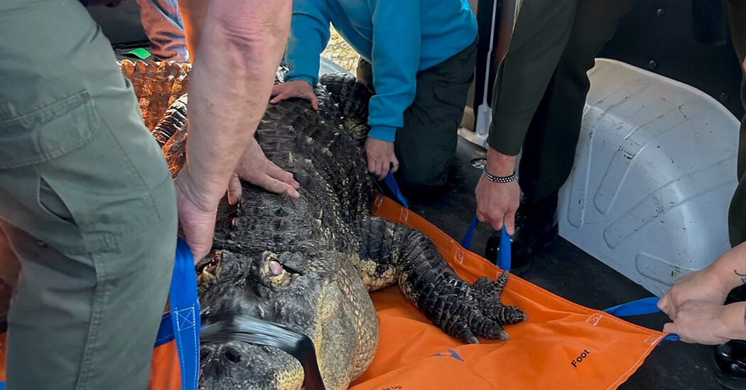 "Community Support for Hamburg Man After 750-Pound Alligator Seized"