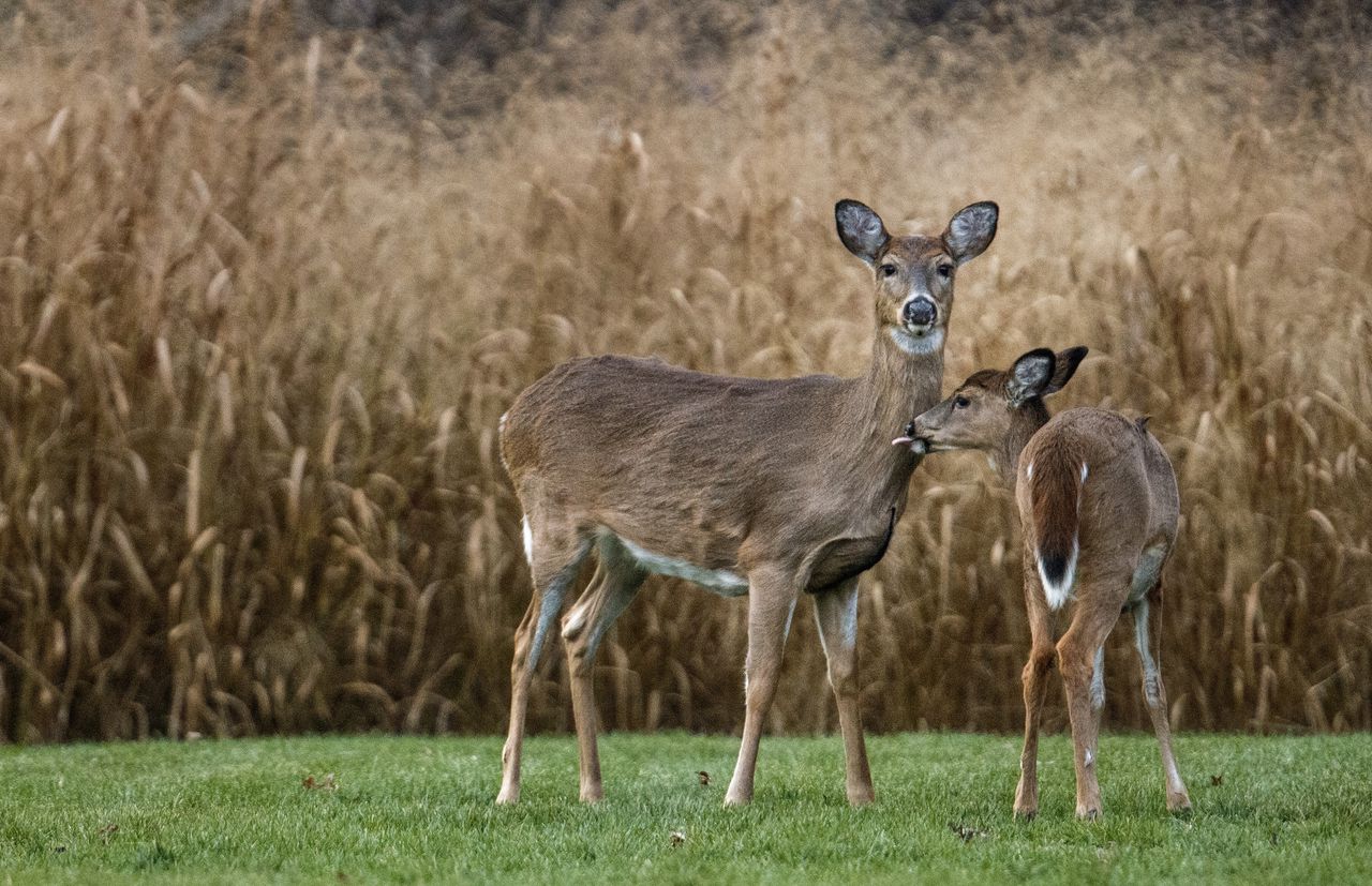 Featured image for Mysterious Disease Claims Dozens of Deer in Pennsylvania