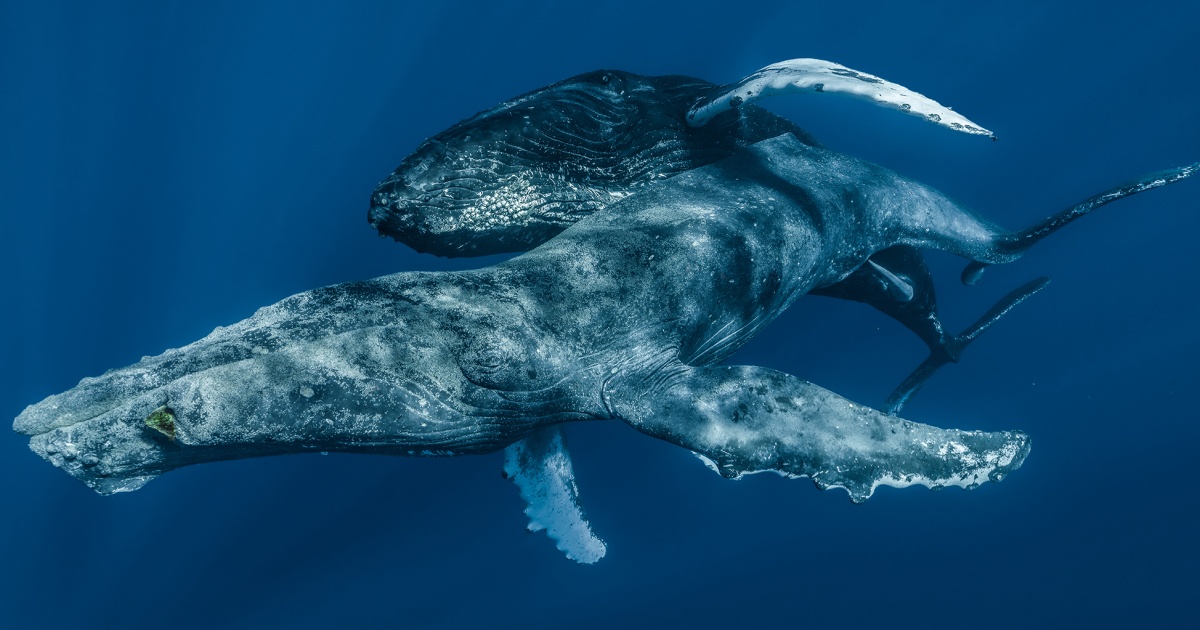 Featured image for "First-ever Photographs Capture Male Humpback Whales Engaged in Mating Behavior"