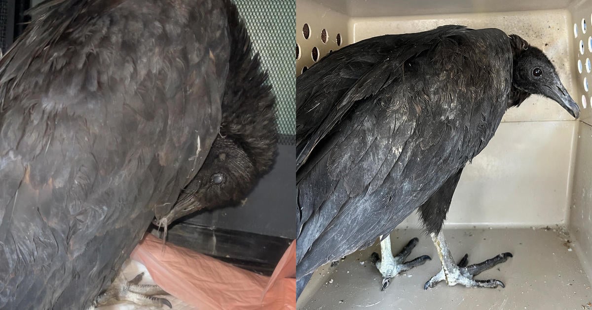 Featured image for "Intoxicated Vultures Rescued and Rehabilitated in Connecticut"