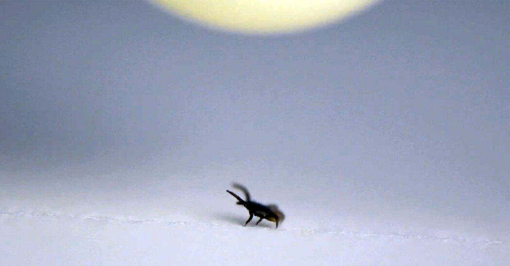 Featured image for The Shocking Truth: Static Electricity Attracts Ticks to Hosts