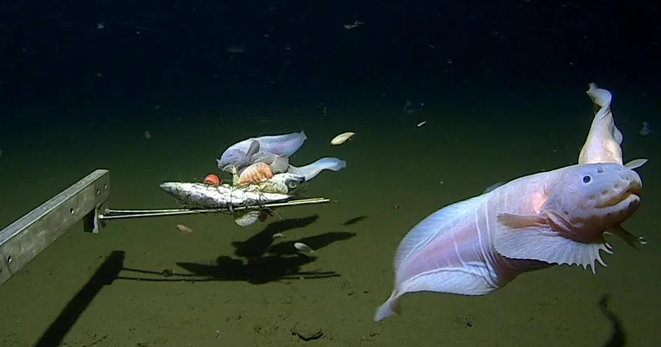 Scientists capture footage of world's deepest fish off Japan.