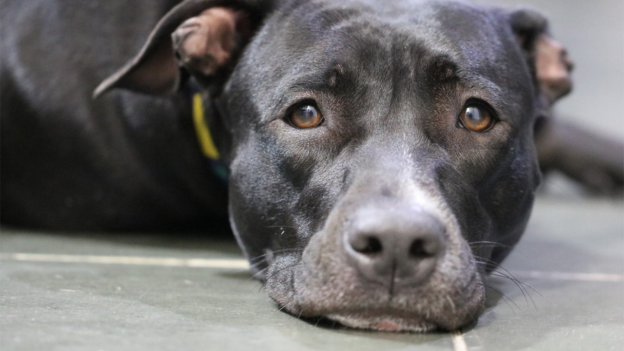 Family dog kills sunbathing grandmother, daughter and son-in-law arrested.