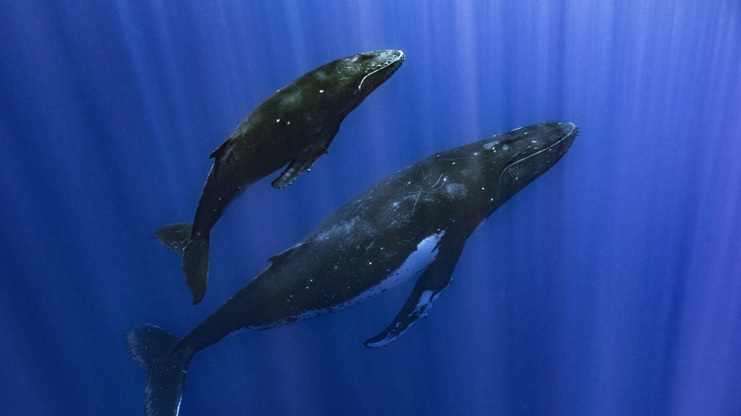 "Uncovering the Unique Vocal Mechanism of Baleen Whales"