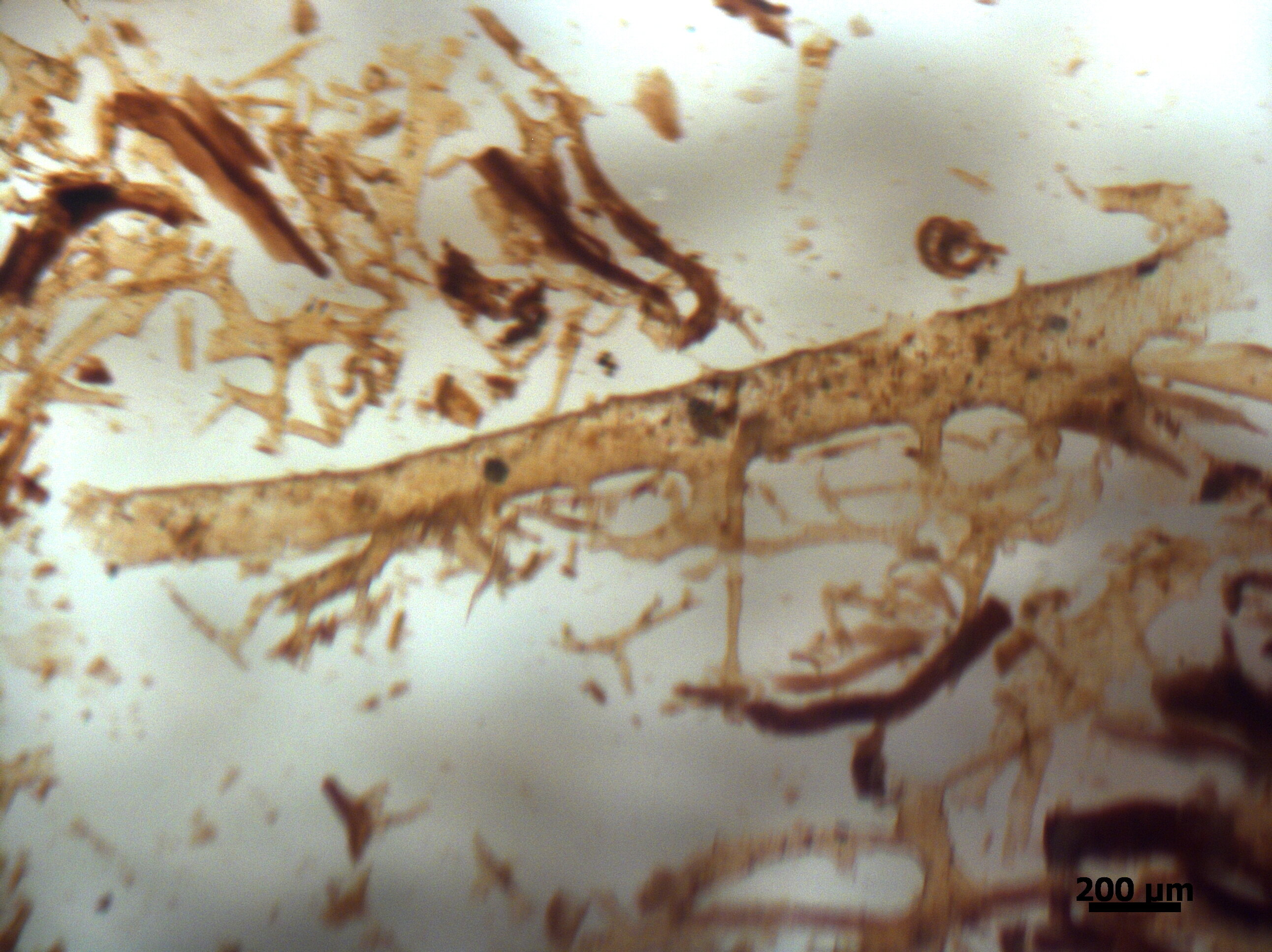 Featured image for Advanced Imaging Validates Hemoglobin in Dinosaur Bone