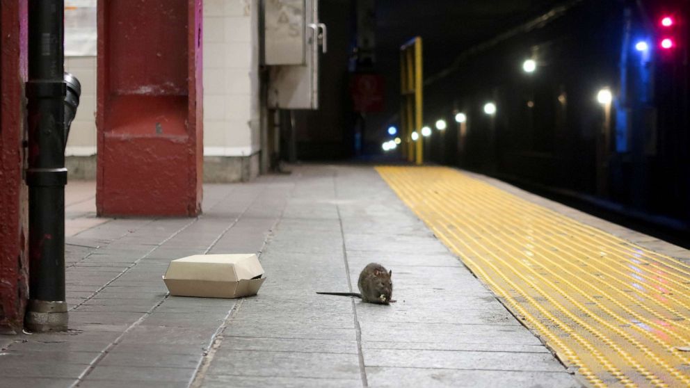 Featured image for NYC appoints Kathleen Corradi as its first-ever 'rat czar'