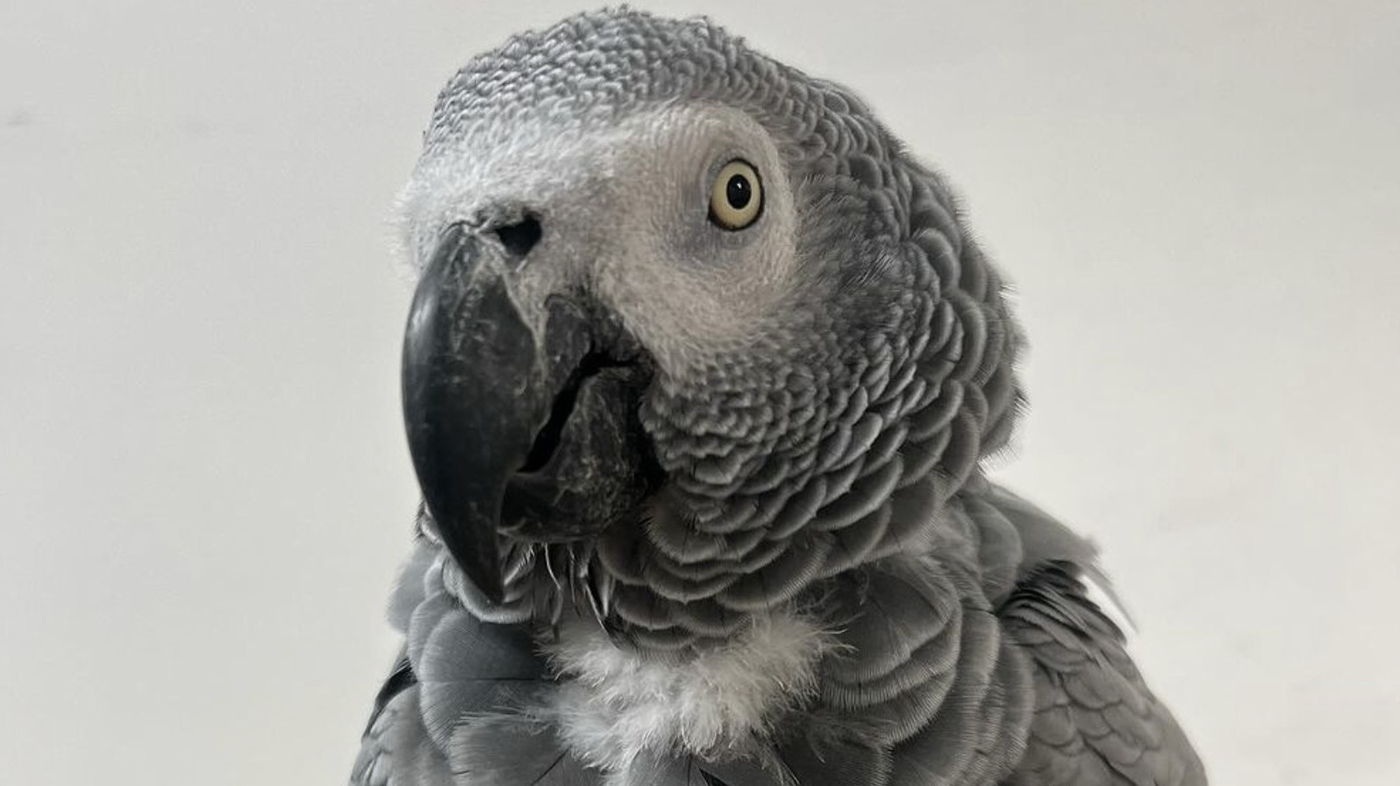 Featured image for "Zoo's Plan to Curb Swearing Parrots Goes Fowl"