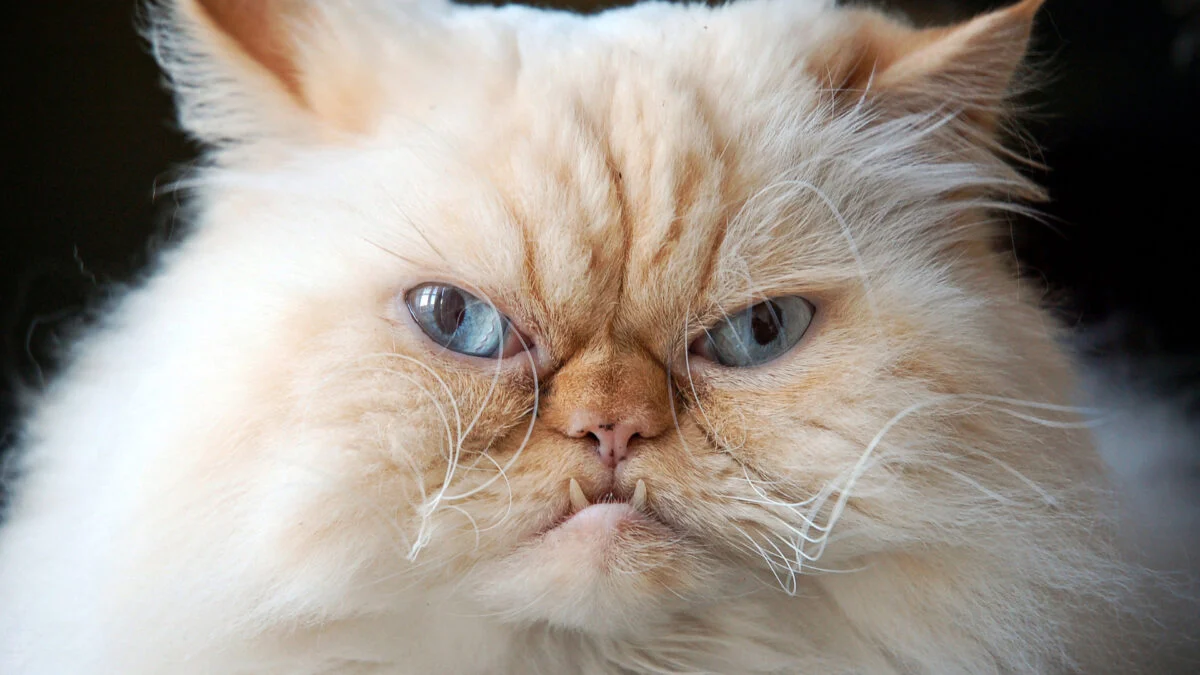 Featured image for Kidney Transplant Patient Contracts Rare Cat-Borne Infection