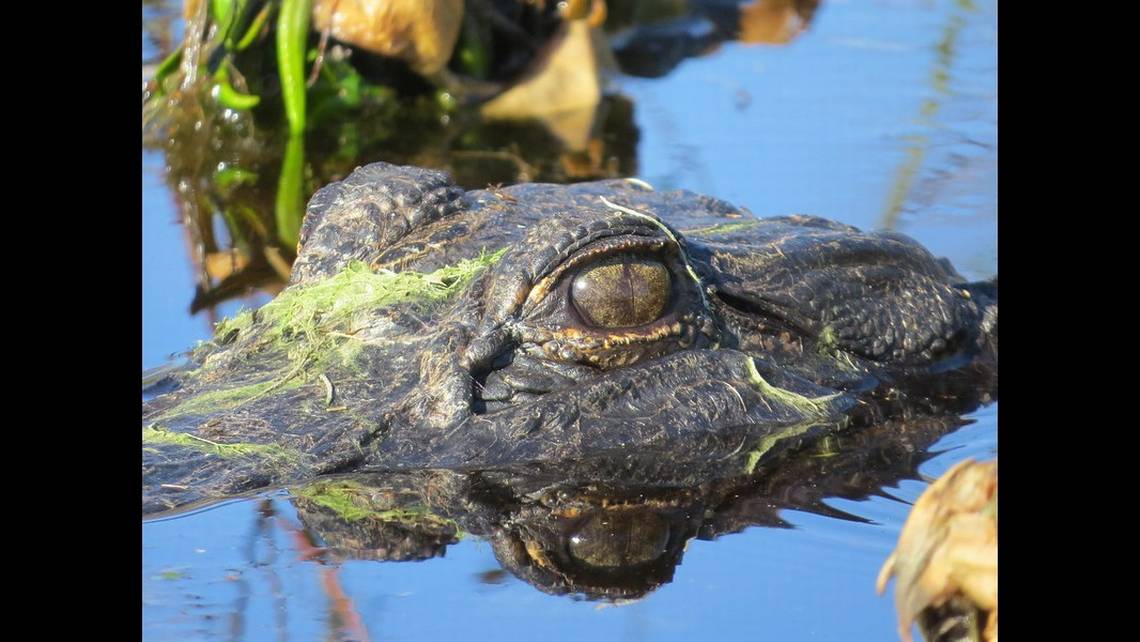 Featured image for "Study Reveals Alligators' Intimidating Ability"