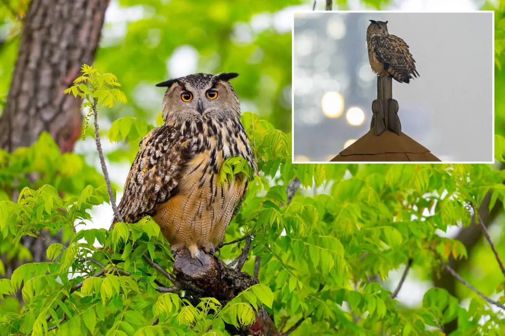 Featured image for "Unveiling the Truth: The Cause of Flaco the Owl's Tragic Death in NYC"