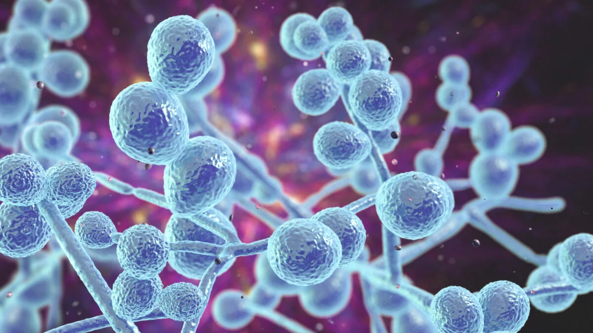 Featured image for Innovative Vaccine Promises Broad Protection Against Fungal Infections