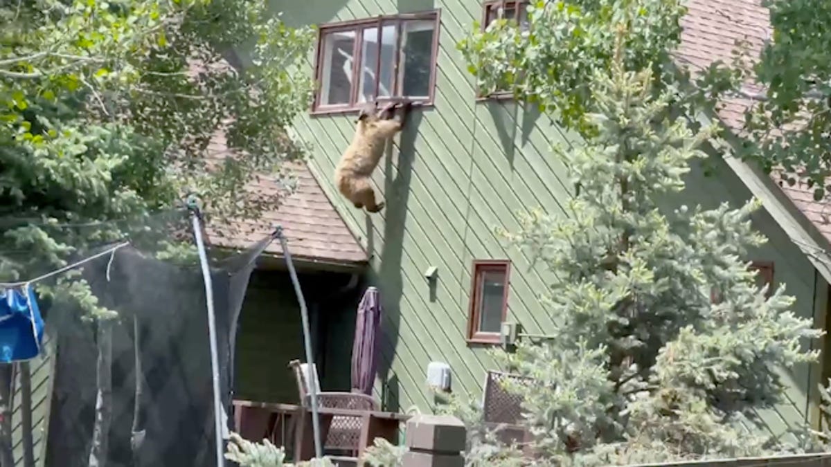Bear Breaks into Colorado Home, Hangs from Window, and Eats Family's Snacks.