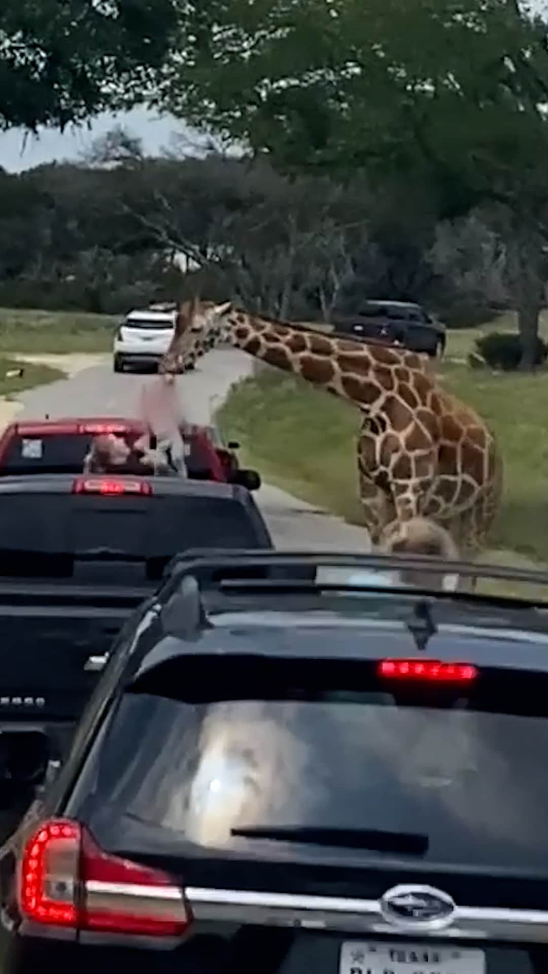 Featured image for Giraffe Lifts Toddler at Texas Wildlife Park, Prompting New Rules