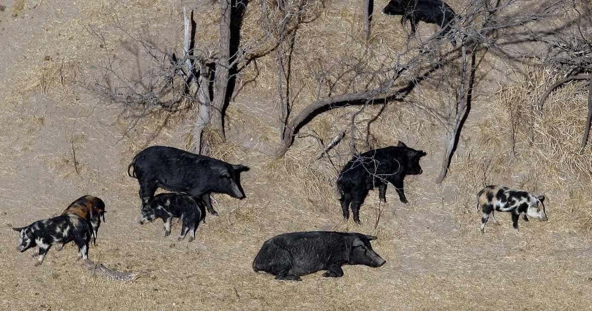 "Rampaging Super Pigs Pose Imminent Threat to Northern U.S."