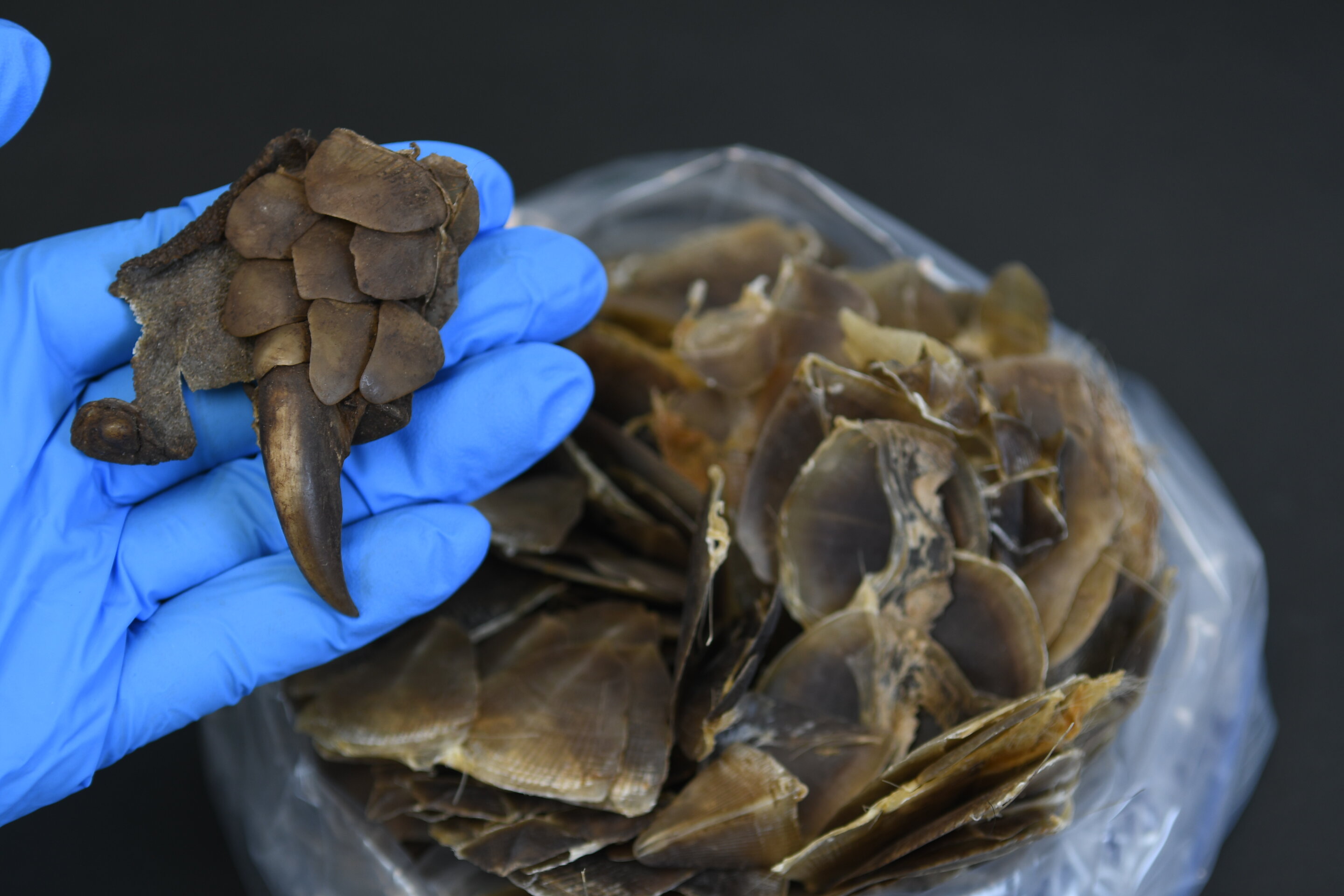 Featured image for New Pangolin Species Discovered: A Scaly Surprise Unveiled