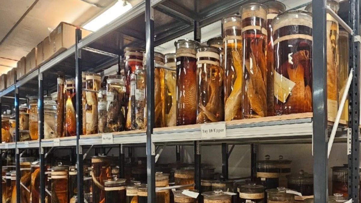 Lasers Reveal What Keeps Darwin’s 200-Year-Old Jars Preserved