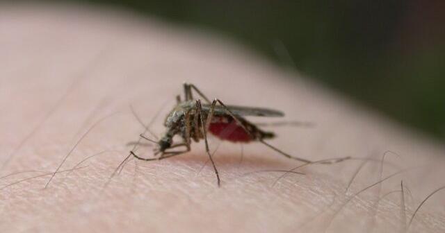Featured image for First Human Case of West Nile Virus Reported in Dane County, Wisconsin