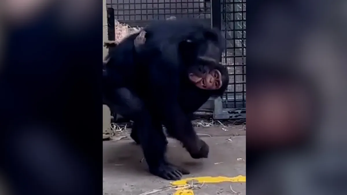 Baby Chimp Reunited with Mother After Snake Bite
