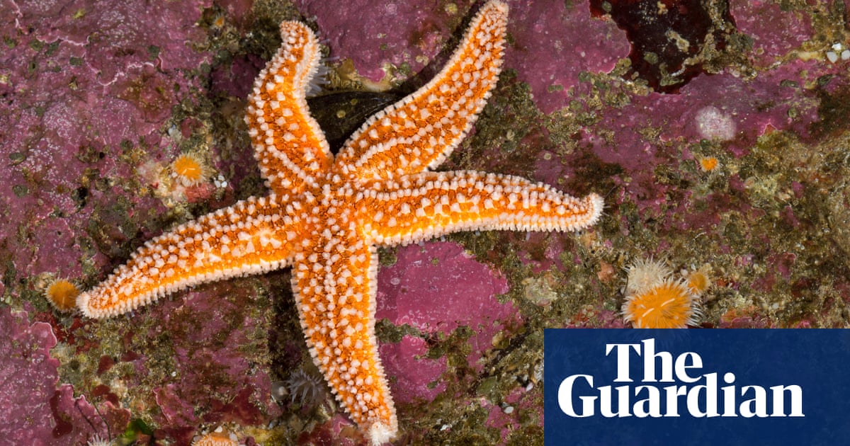 Featured image for Decoding the Enigma: Unveiling the True Nature of Starfish