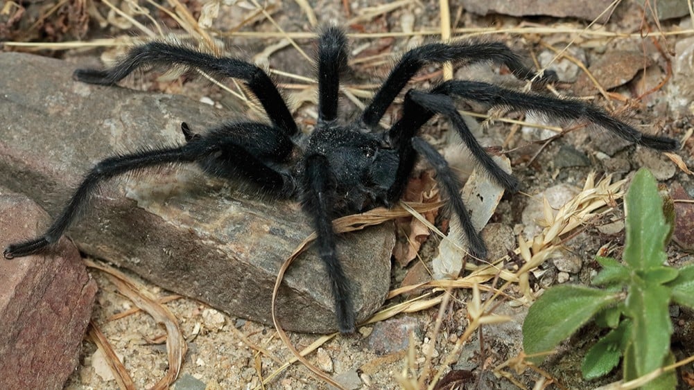 Featured image for New Tarantula Species Discovered with Record-Long Genitalia