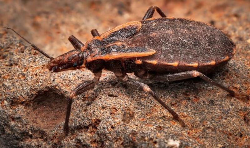 Kissing Bugs and Chagas Disease Threaten Florida Homes