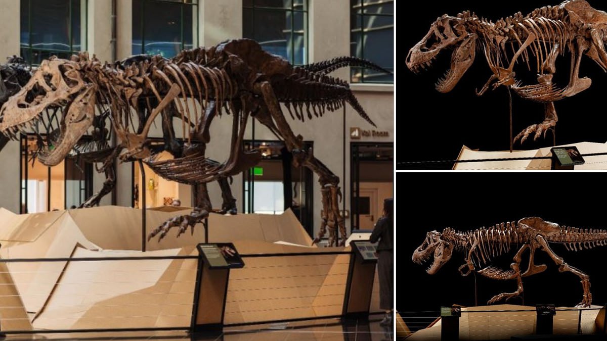 Featured image for "Royal Reunion: T-Rex King and Queen Unveiled at New Zealand Museum"