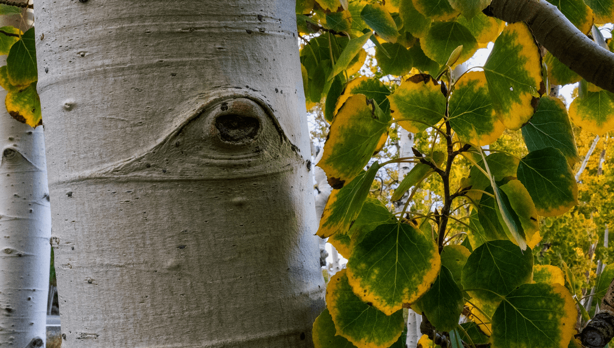 Featured image for Unveiling the Enigmatic Sounds of Pando, Earth's Largest Living Organism