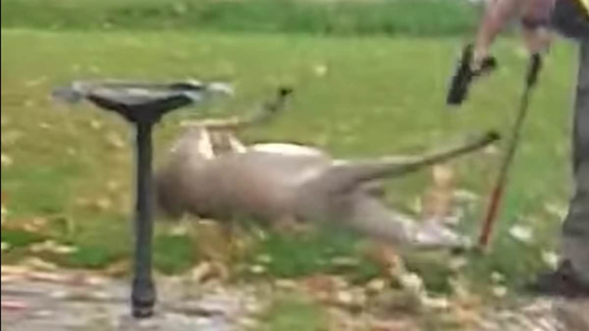 Featured image for "Outrage and Grief as Beloved Deer Annie is Killed by Michigan Police"