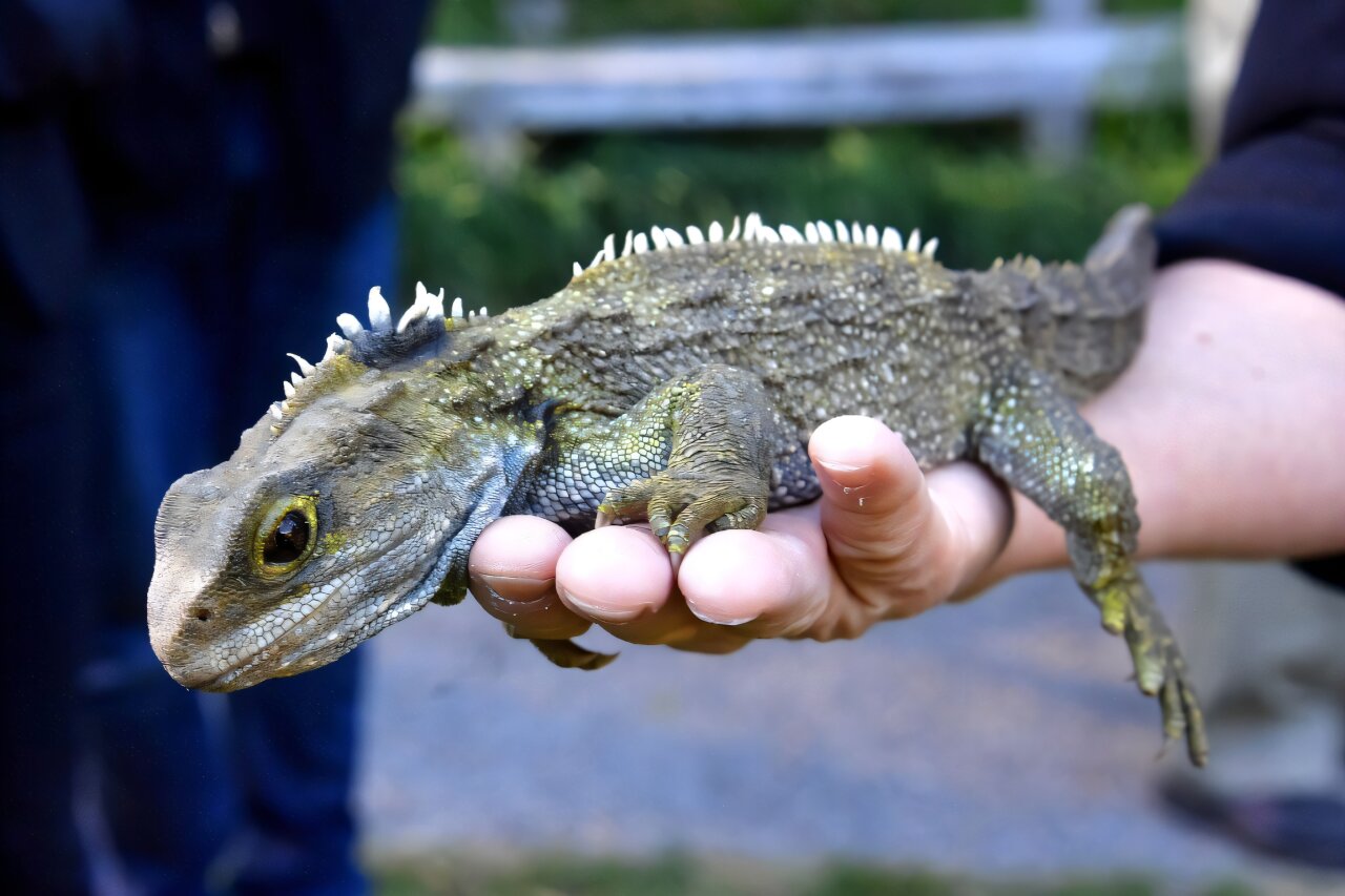 Featured image for Ancient 242-Million-Year-Old Lepidosaur Fossil Discovered in UK