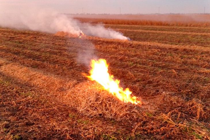 "Effective Nonchemical Methods Combat Herbicide-Resistant Weeds"