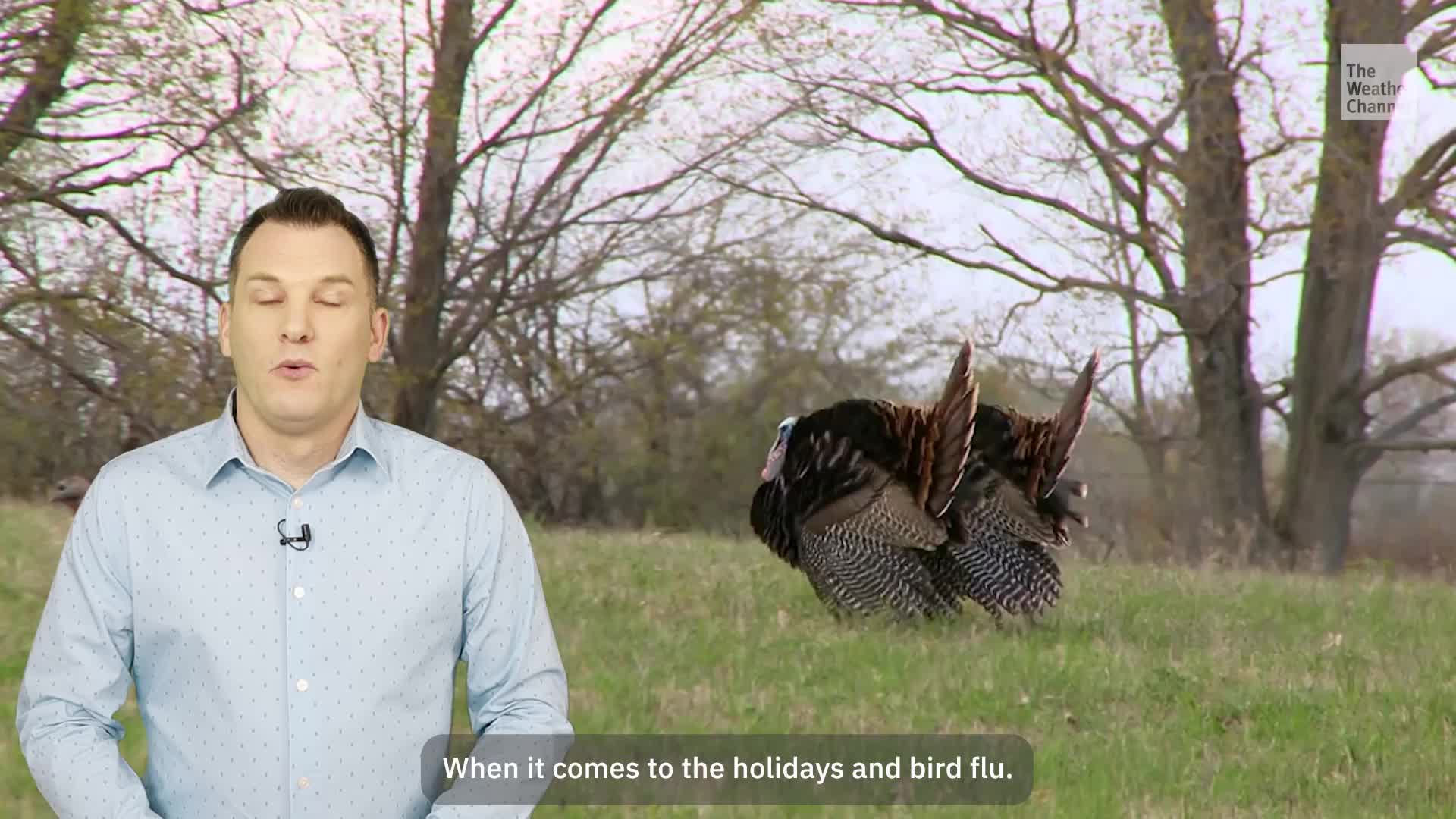 Featured image for Rising Concerns Over Bird Flu Ahead of Thanksgiving