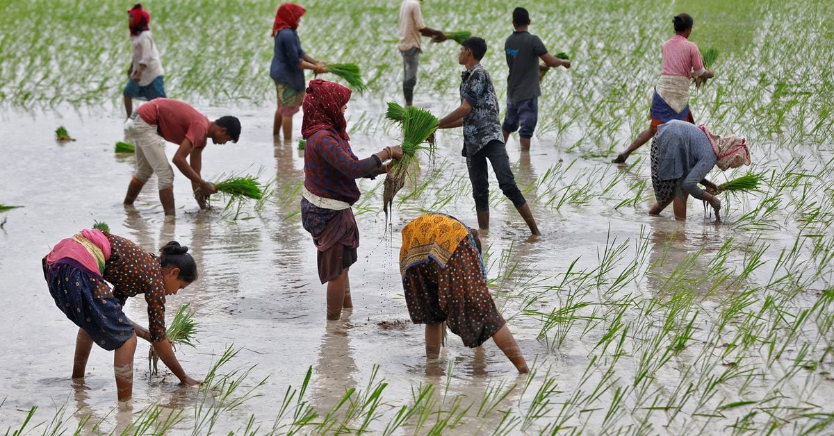 Featured image for India's Summer Crops at Risk as August Rainfall Hits Record Low