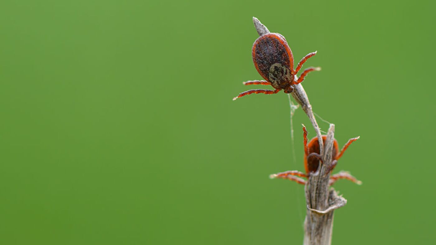 Featured image for Rising Tick Threats Across the U.S.: Risks, Hotspots, and Safety Tips