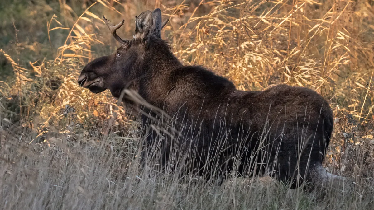 "Rutt the Moose: Minnesota's Viral Loose Moose Tracked by Thousands"