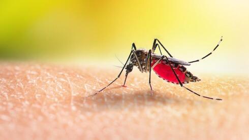 Featured image for Top Tips to Prevent Mosquito Bites and Pests This Summer