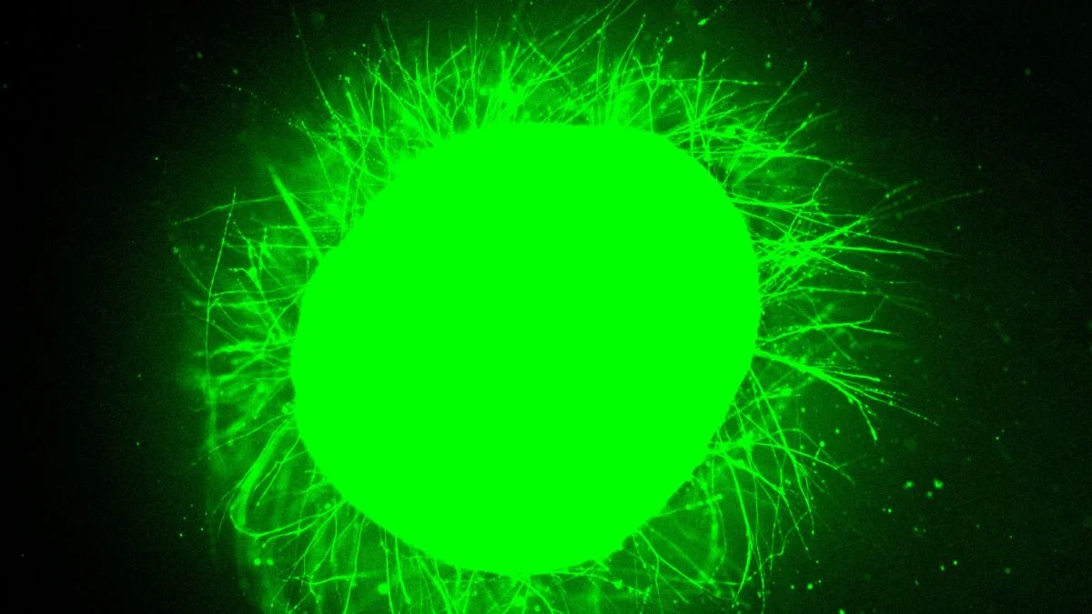 Dancing molecules drive repair in lab-grown human spinal cords