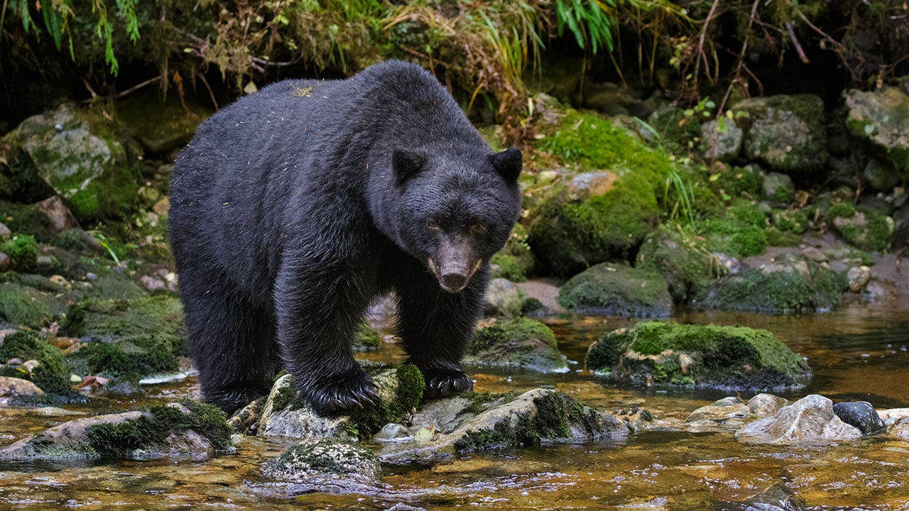 Family Contracts Rare Brain Worms from Undercooked Bear Meat