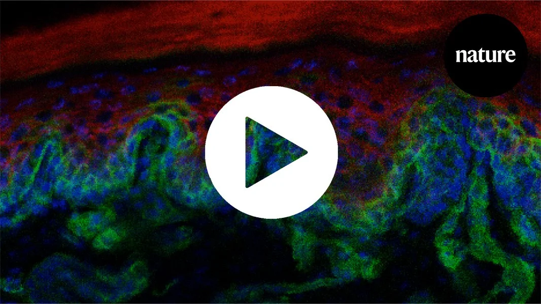 Rete ridges: unlocking skin regeneration to turn back the clock