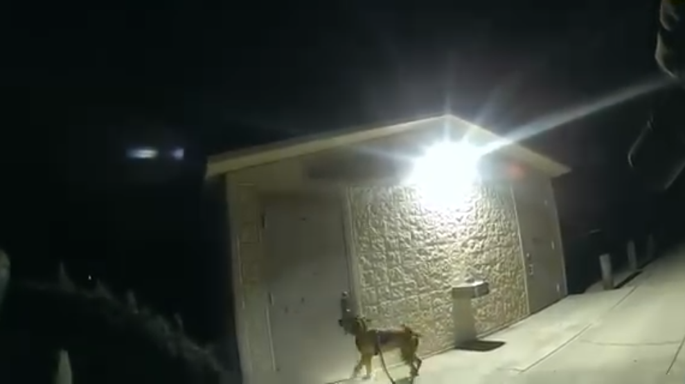 Featured image for "Florida Sheriff's K9 Rescues Missing Girl Locked in Park Bathroom"