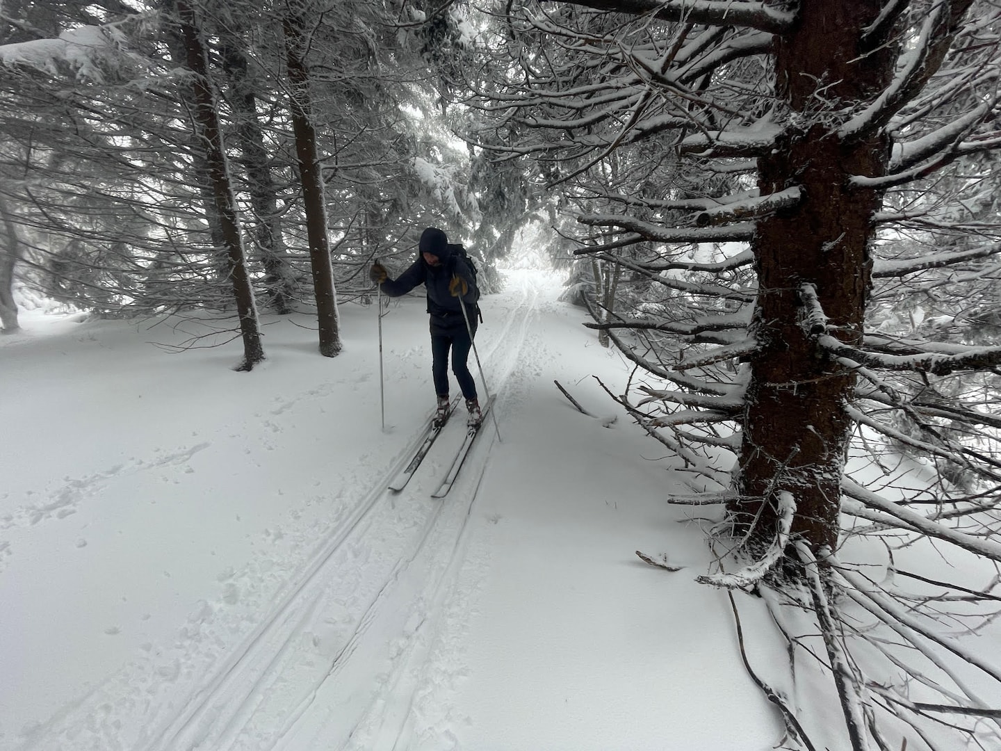 Unprecedented May Snowfall Hits West Virginia and Maryland