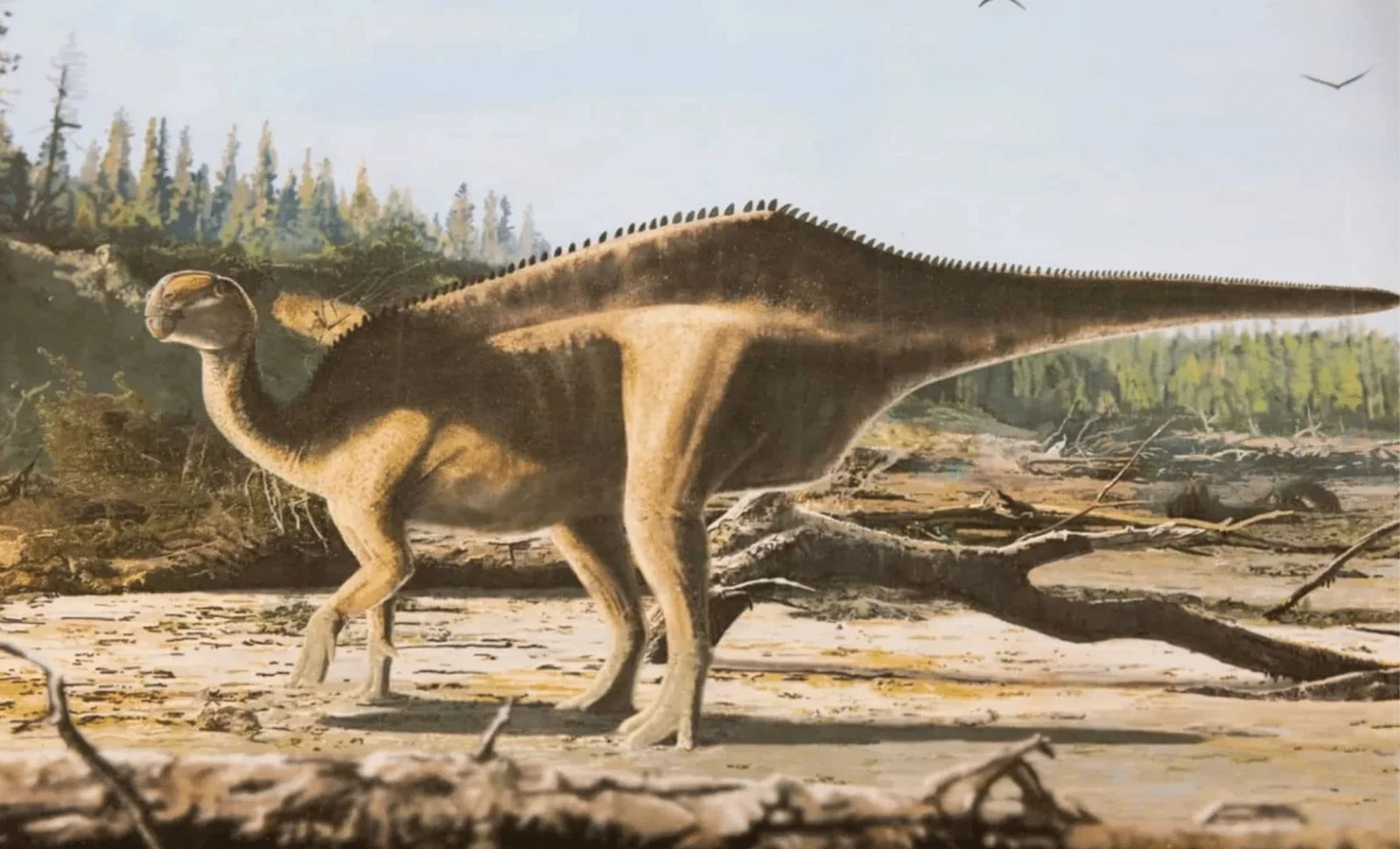 Scientists Discover Dinosaur with Mysterious Sail-Like Feature