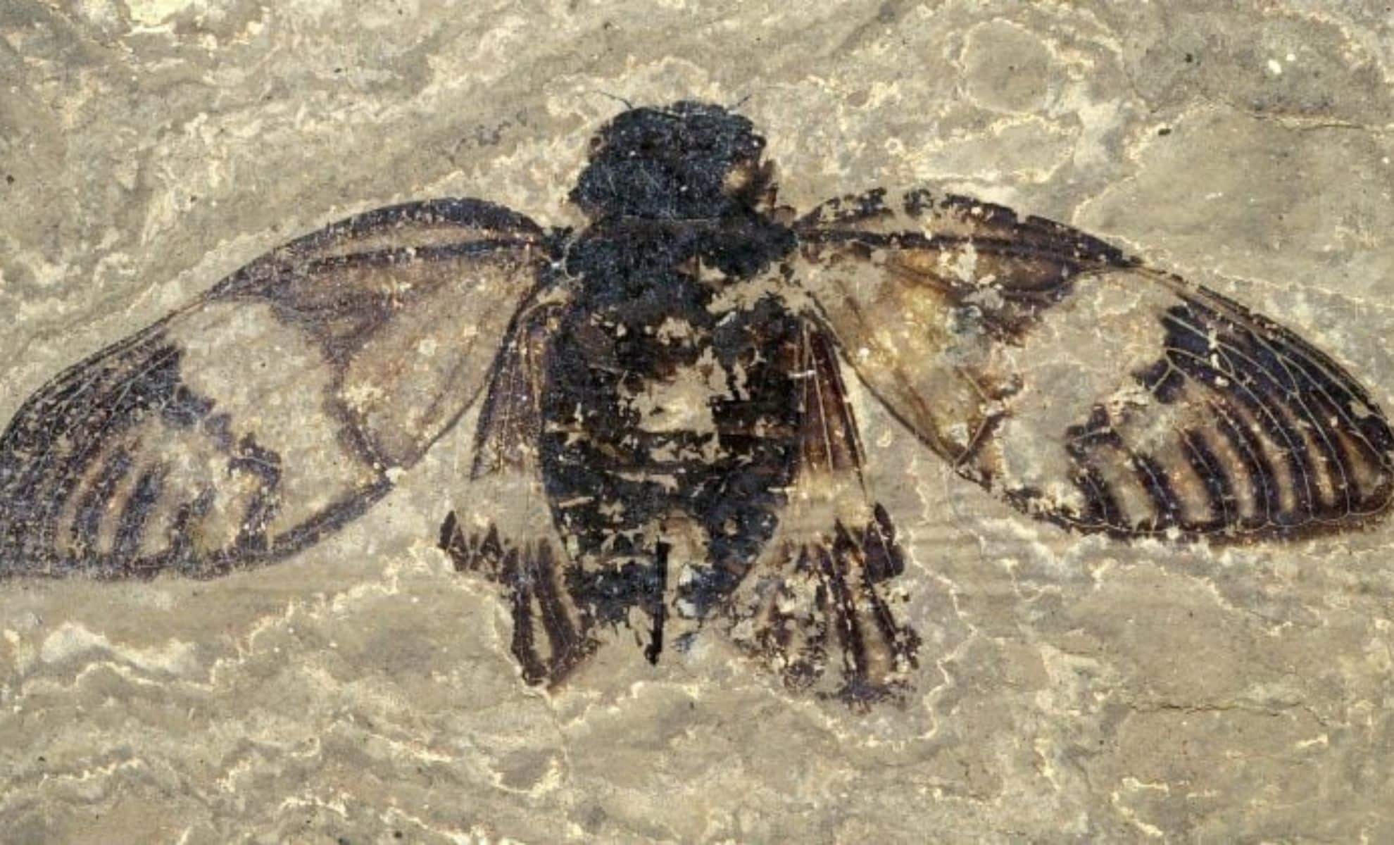Featured image for 47-Million-Year-Old Cicada Fossil Discovered in Europe