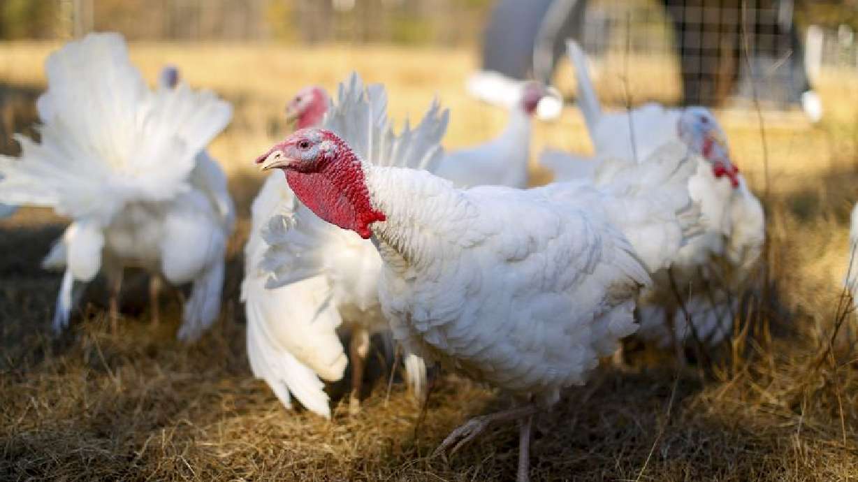 Salmonella Outbreaks in 29 States Tied to Backyard Poultry
