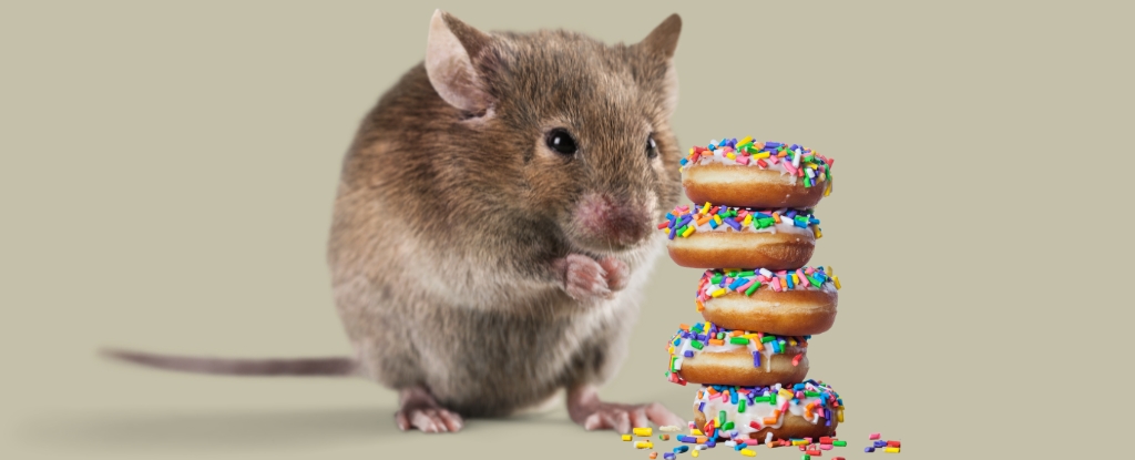 "Breakthrough Drug Halts Weight Gain in Junk-Food-Eating Mice, Scientists Reveal"